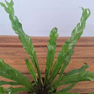 Asplenium Nidus Variegata - V.8