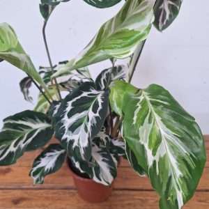 Calathea Stella - V.14