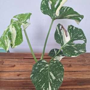 Monstera 'Thai Constellation' - V.17