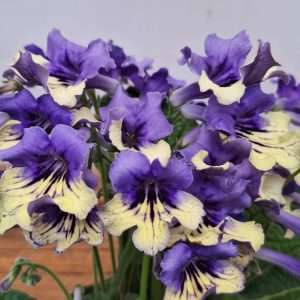 Streptocarpus - V. 13