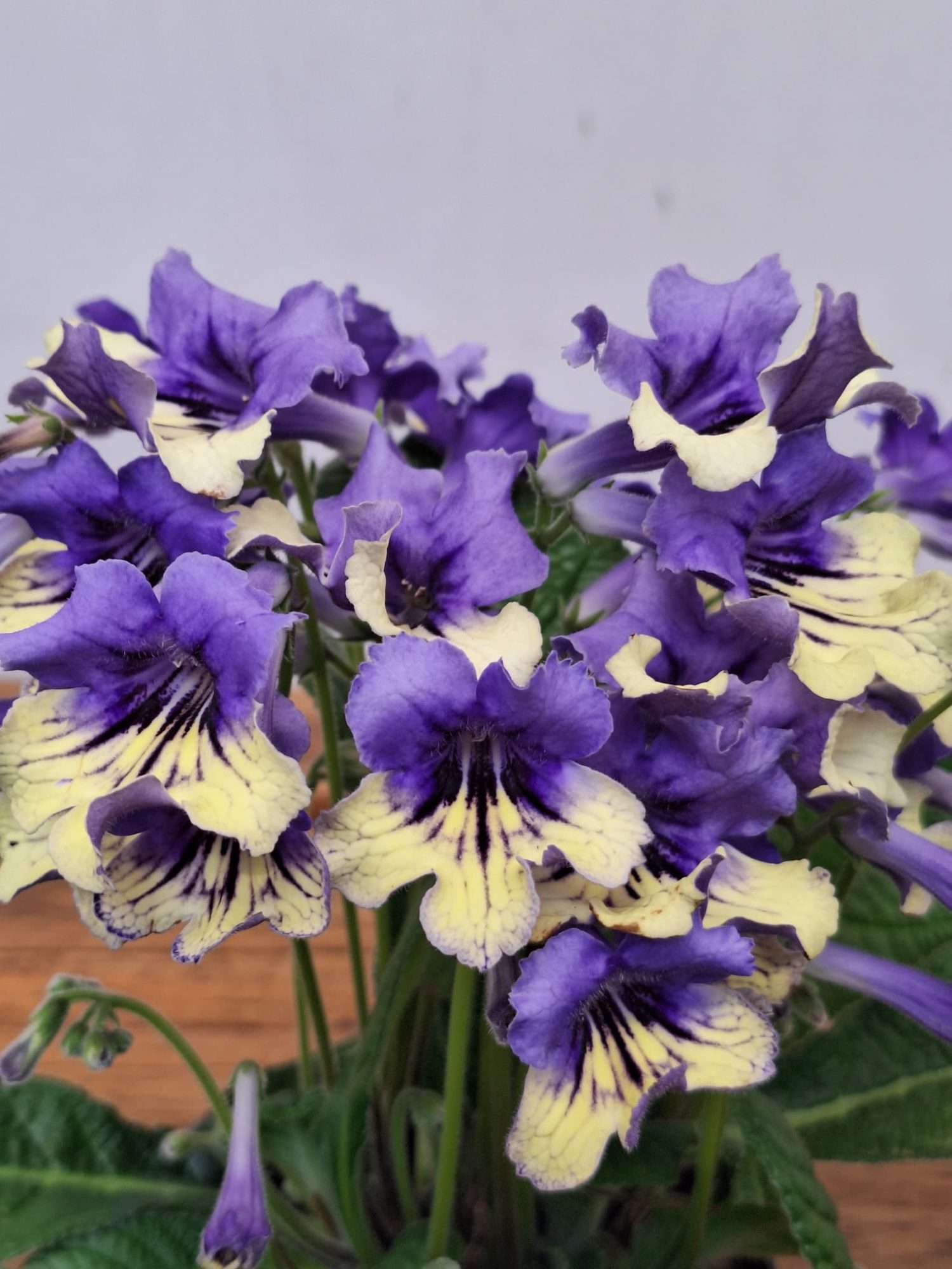 Streptocarpus - V. 13