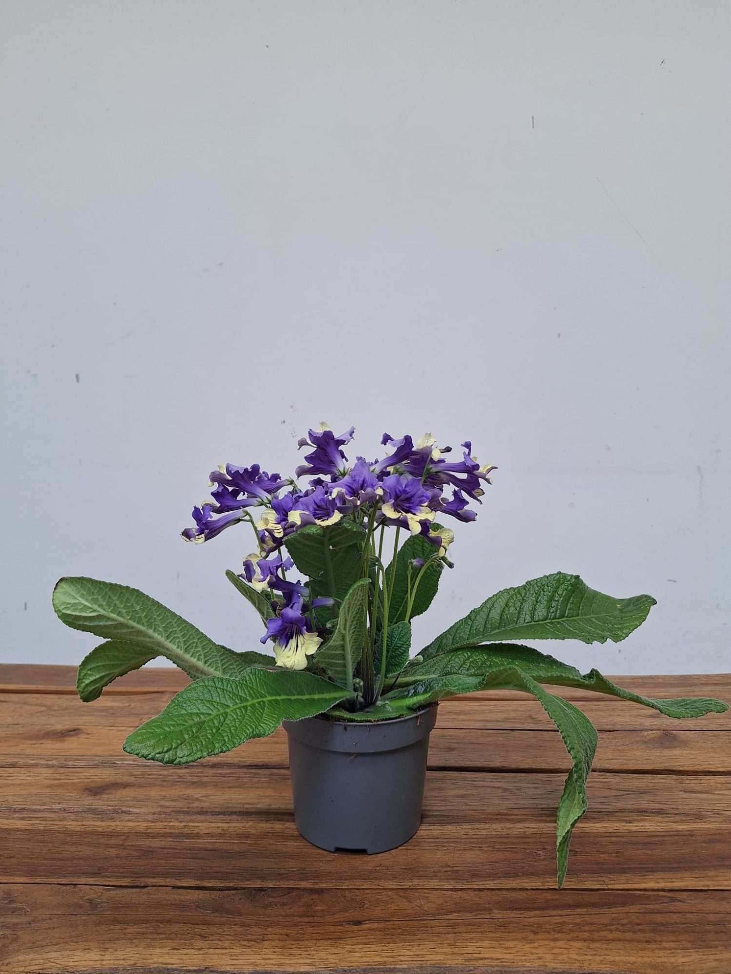 Streptocarpus - V. 13 - Image 2
