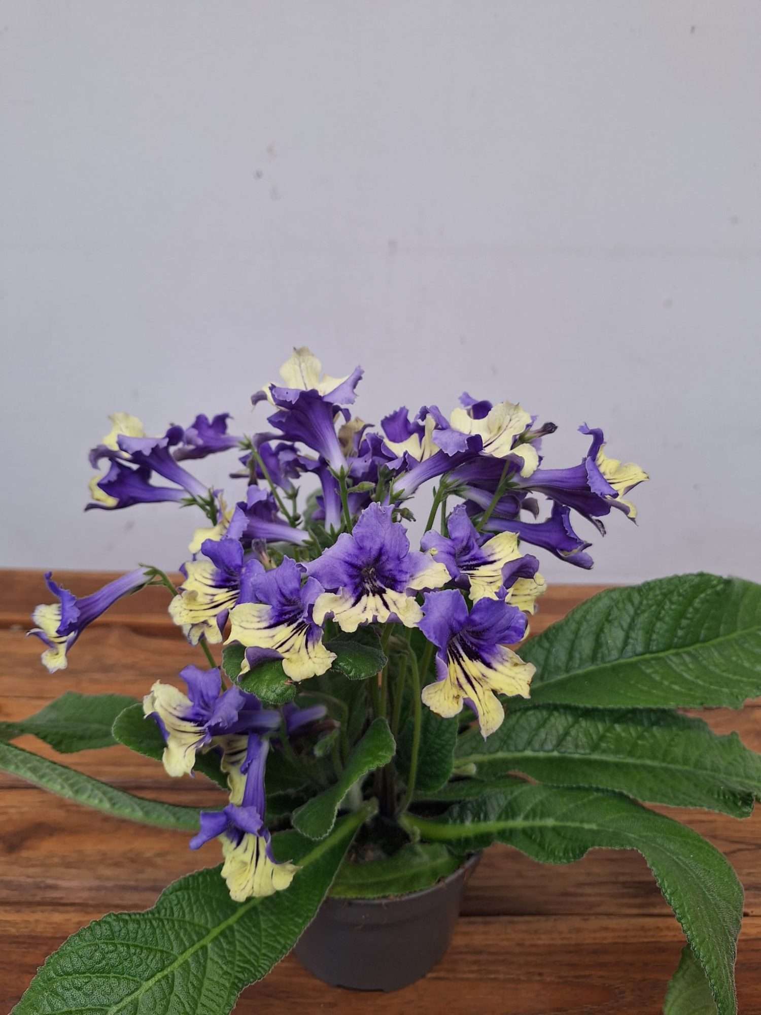 Streptocarpus - V. 13 - Image 3