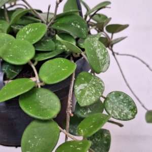 Hoya Mathilde Splash - V.14