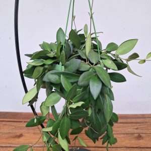 Hoya Burtoniae - V.14