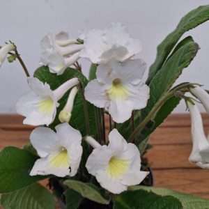Streptocarpus - V. 13