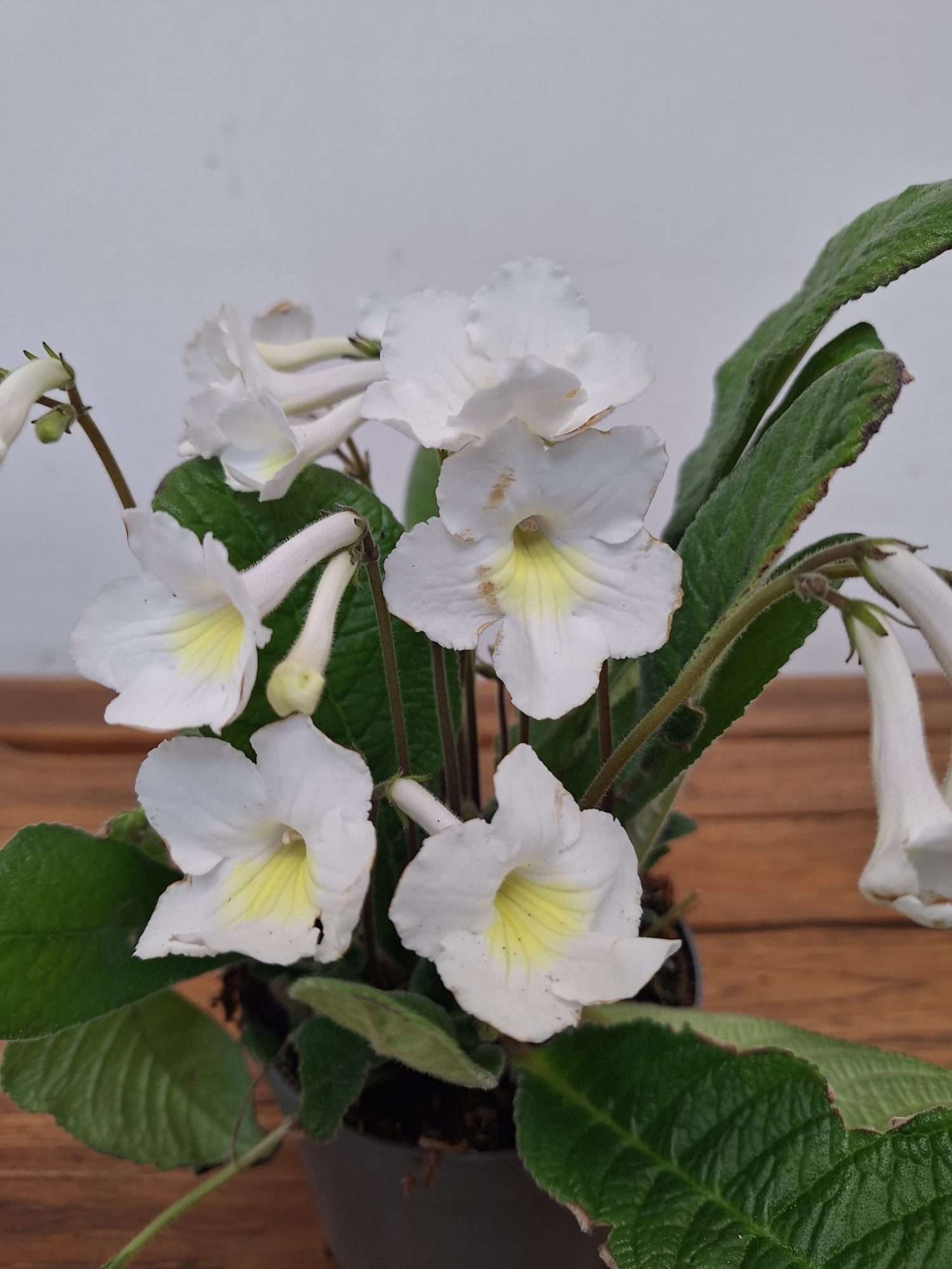 Streptocarpus - V. 13
