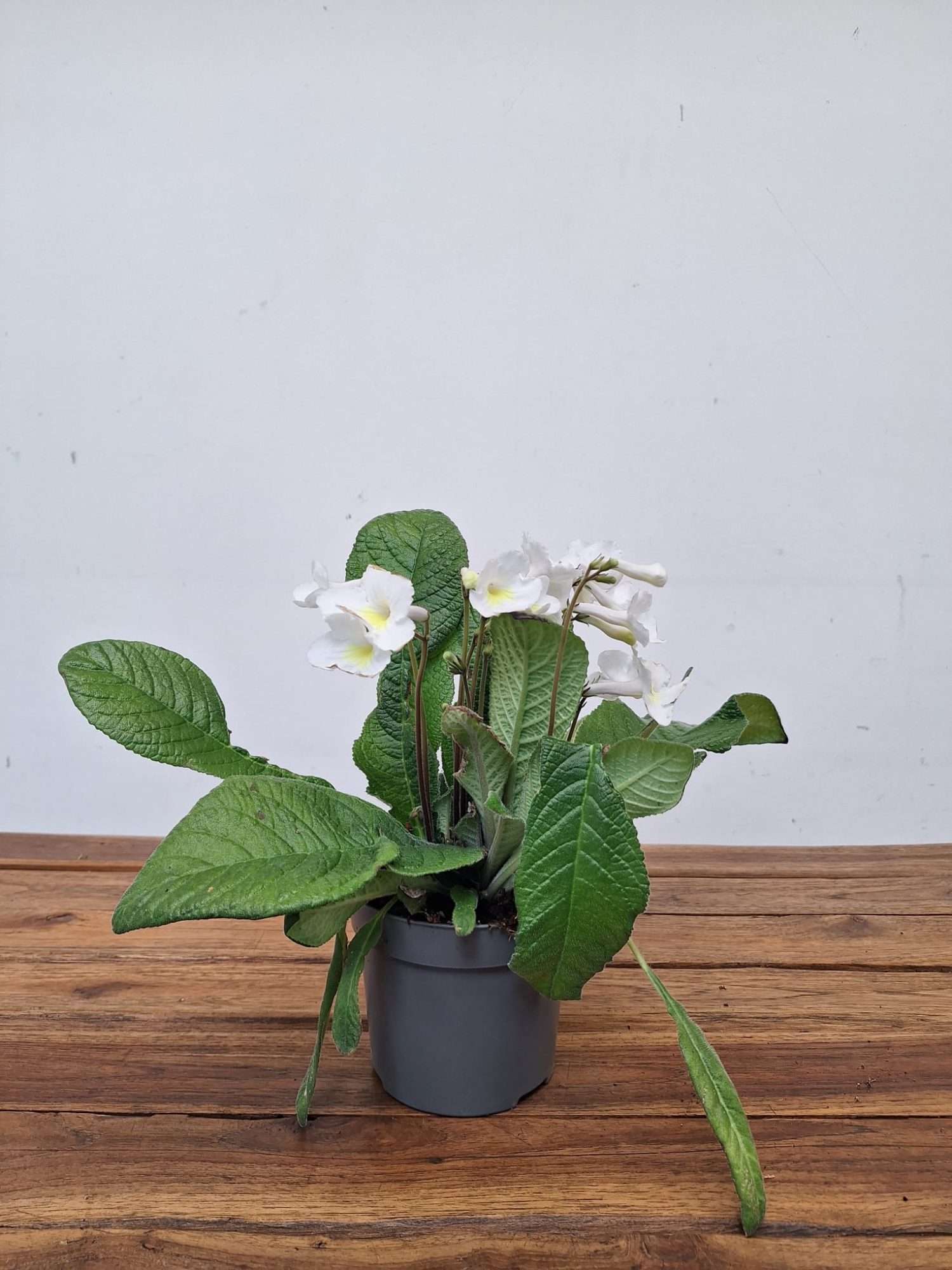 Streptocarpus - V. 13 - Image 2