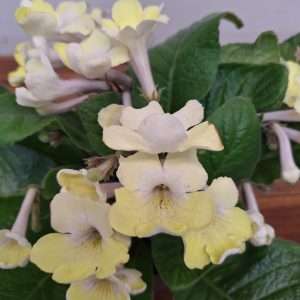 Streptocarpus - V. 13