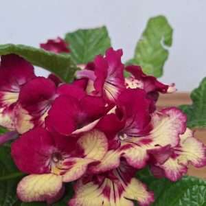 Streptocarpus - V. 13