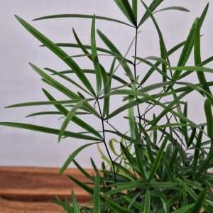 Asparagus Falcatus - V.12