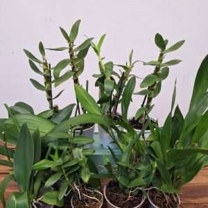 Conjunto 12 Orquídeas 'D' - Sem flor