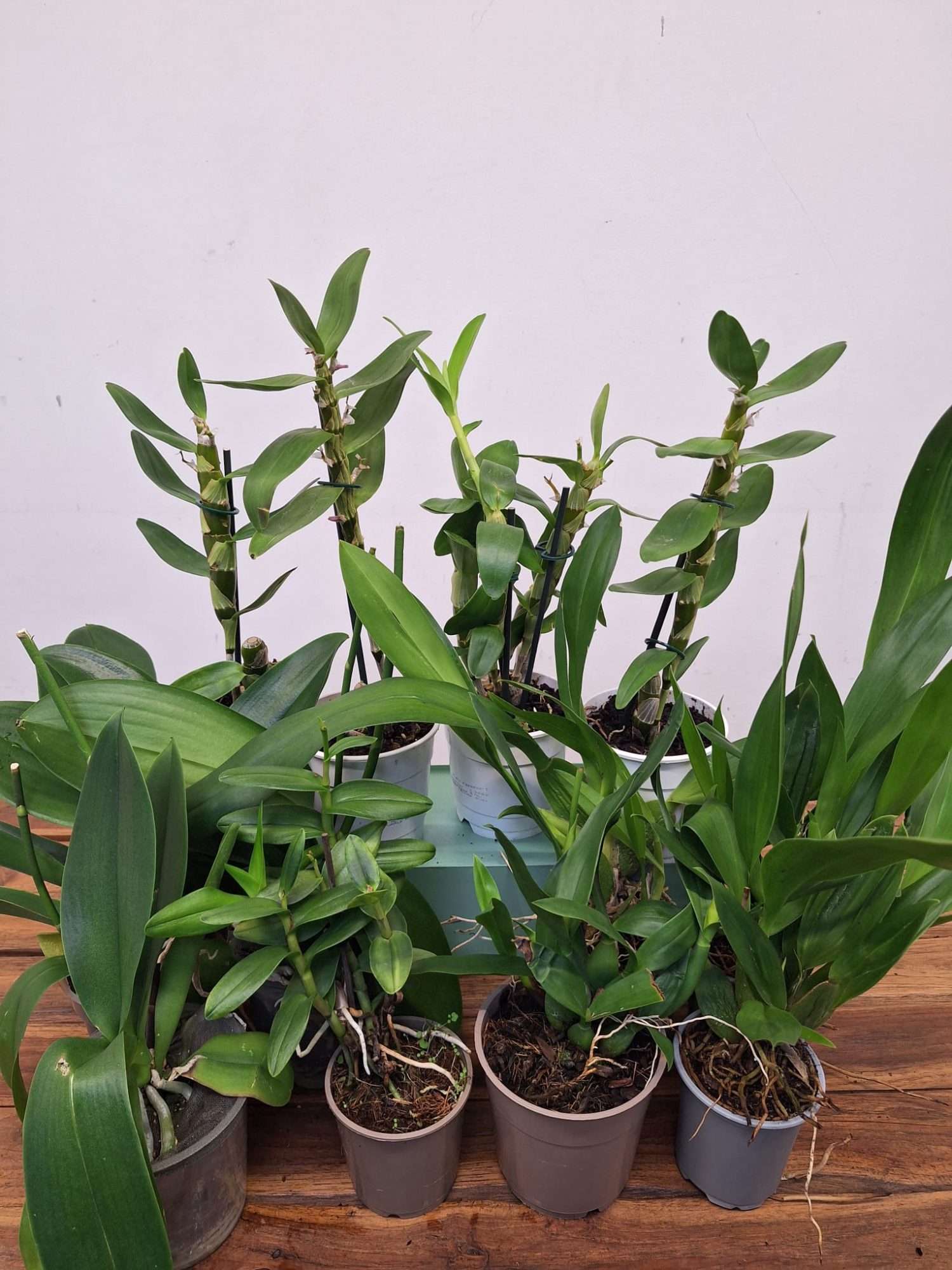 Conjunto 12 Orquídeas 'D' - Sem flor