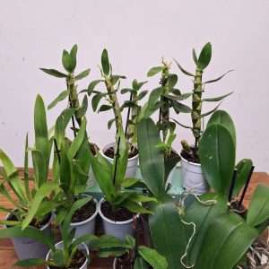 Conjunto 12 Orquídeas 'C' - Sem flor