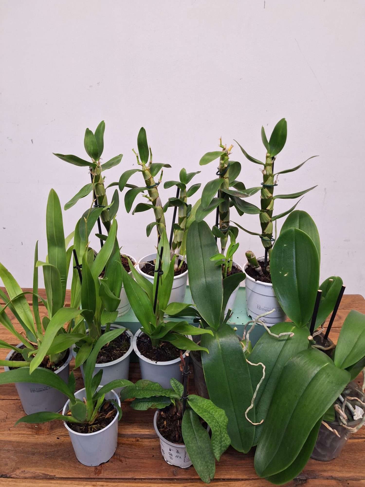Conjunto 12 Orquídeas 'C' - Sem flor