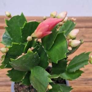 Schlumbergera = Ripsalis