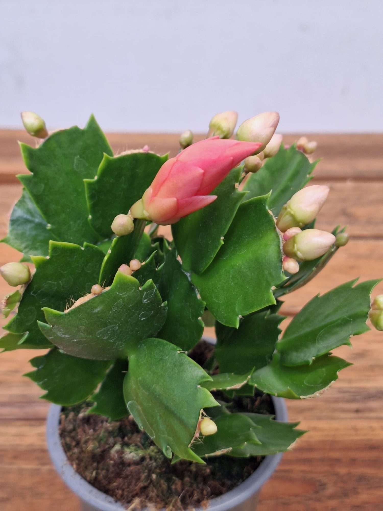 Schlumbergera = Ripsalis