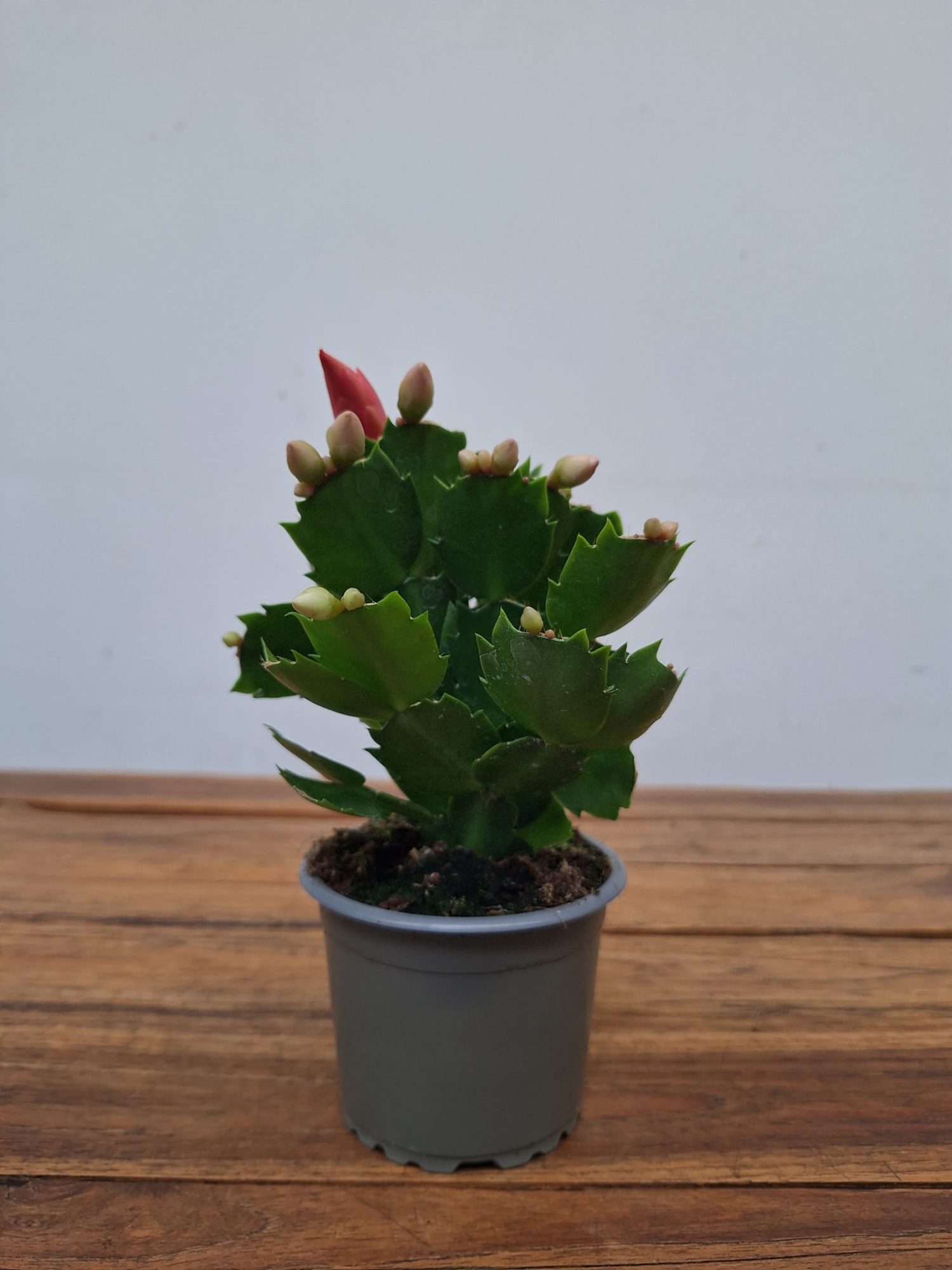 Schlumbergera = Ripsalis - Image 2