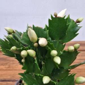 Schlumbergera = Ripsalis