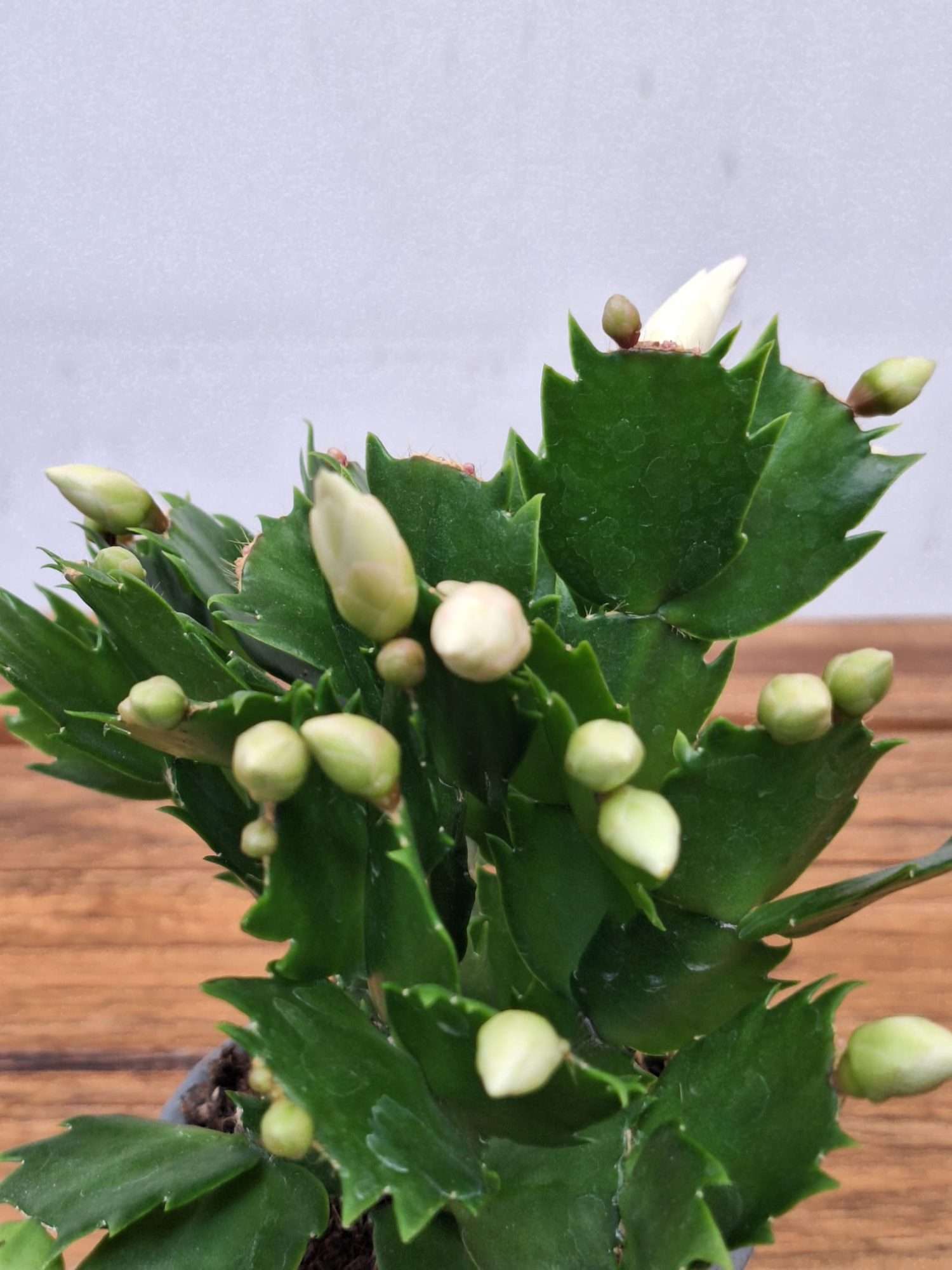 Schlumbergera = Ripsalis