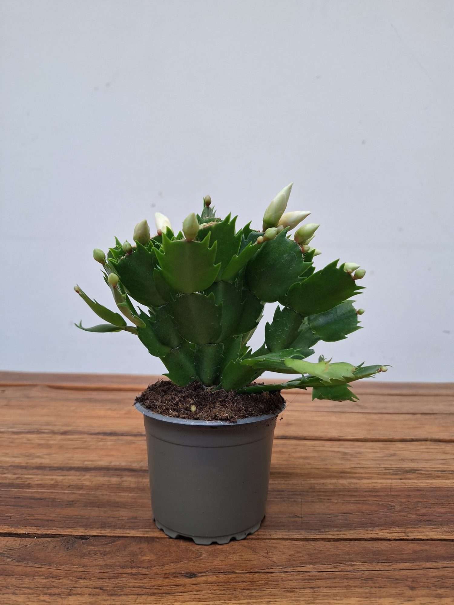 Schlumbergera = Ripsalis - Image 2
