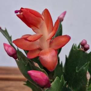 Schlumbergera = Ripsalis