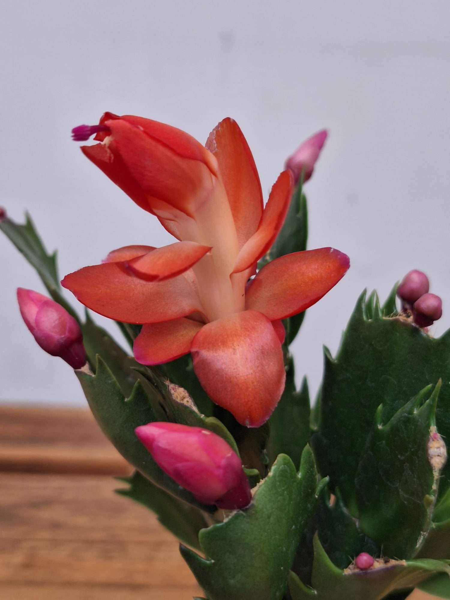 Schlumbergera = Ripsalis
