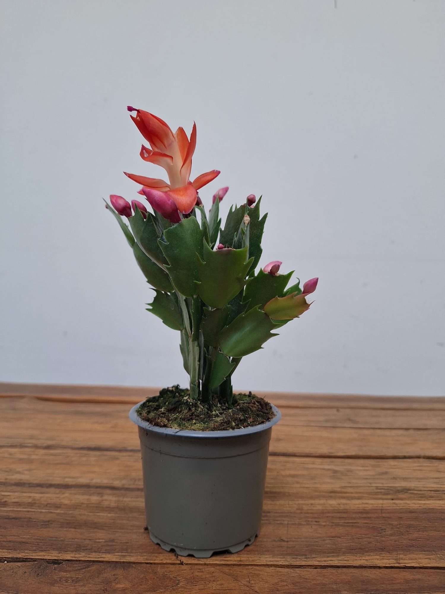 Schlumbergera = Ripsalis - Image 2