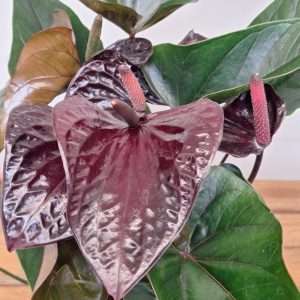 Anthurium Andr. 'Beauty Black' - V.17
