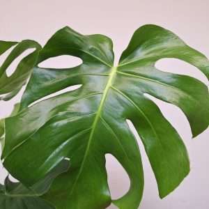 Monstera Deliciosa - V.19