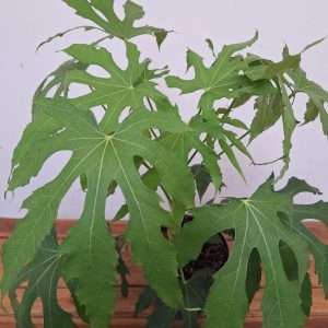 Fatsia Polycarpa 'Needhams Lace' - V.19
