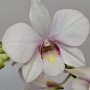 Dendrobium Sa-Nook - V.12