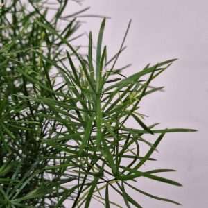 Asparagus Densiflorus - V.12
