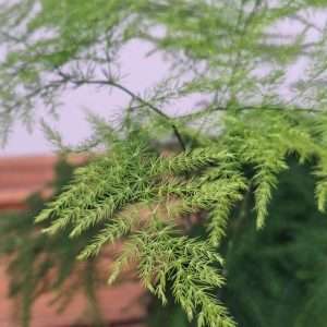 Asparagus Setaceus - V.12