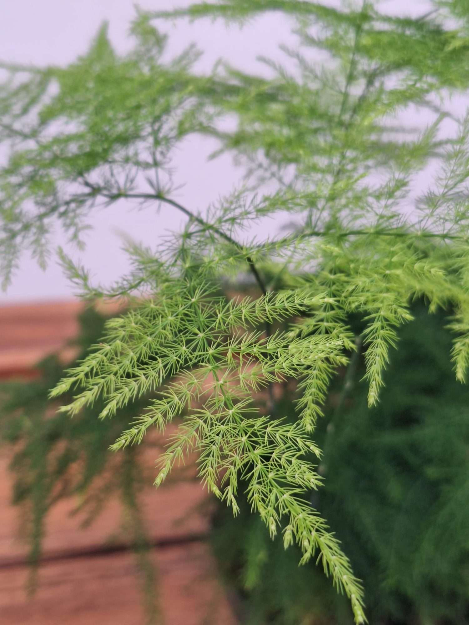Asparagus Setaceus - V.12
