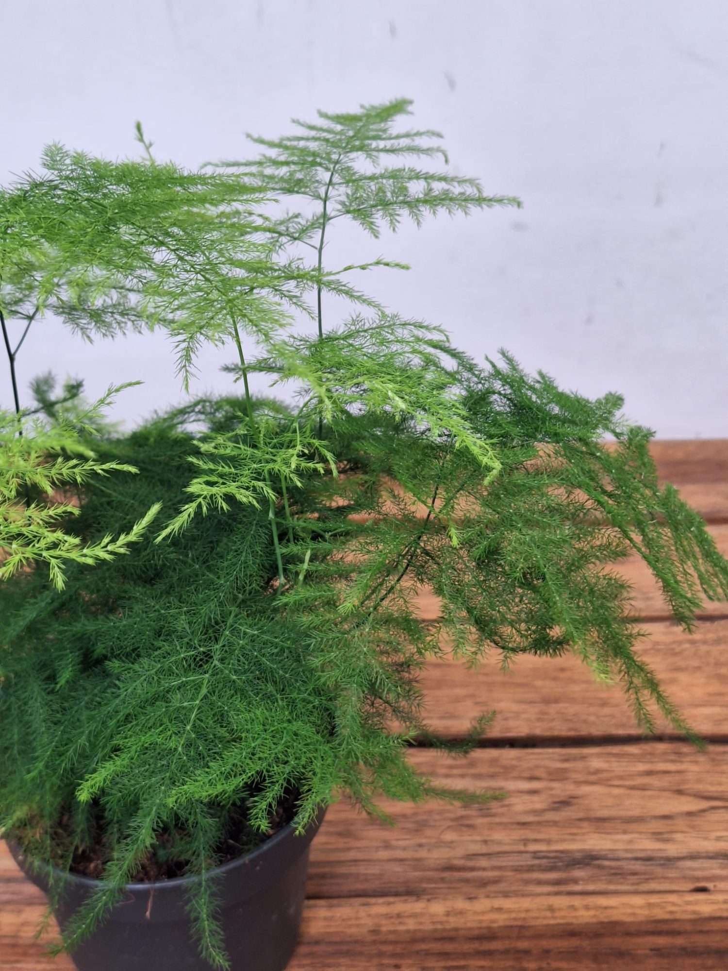 Asparagus Setaceus - V.12 - Image 2