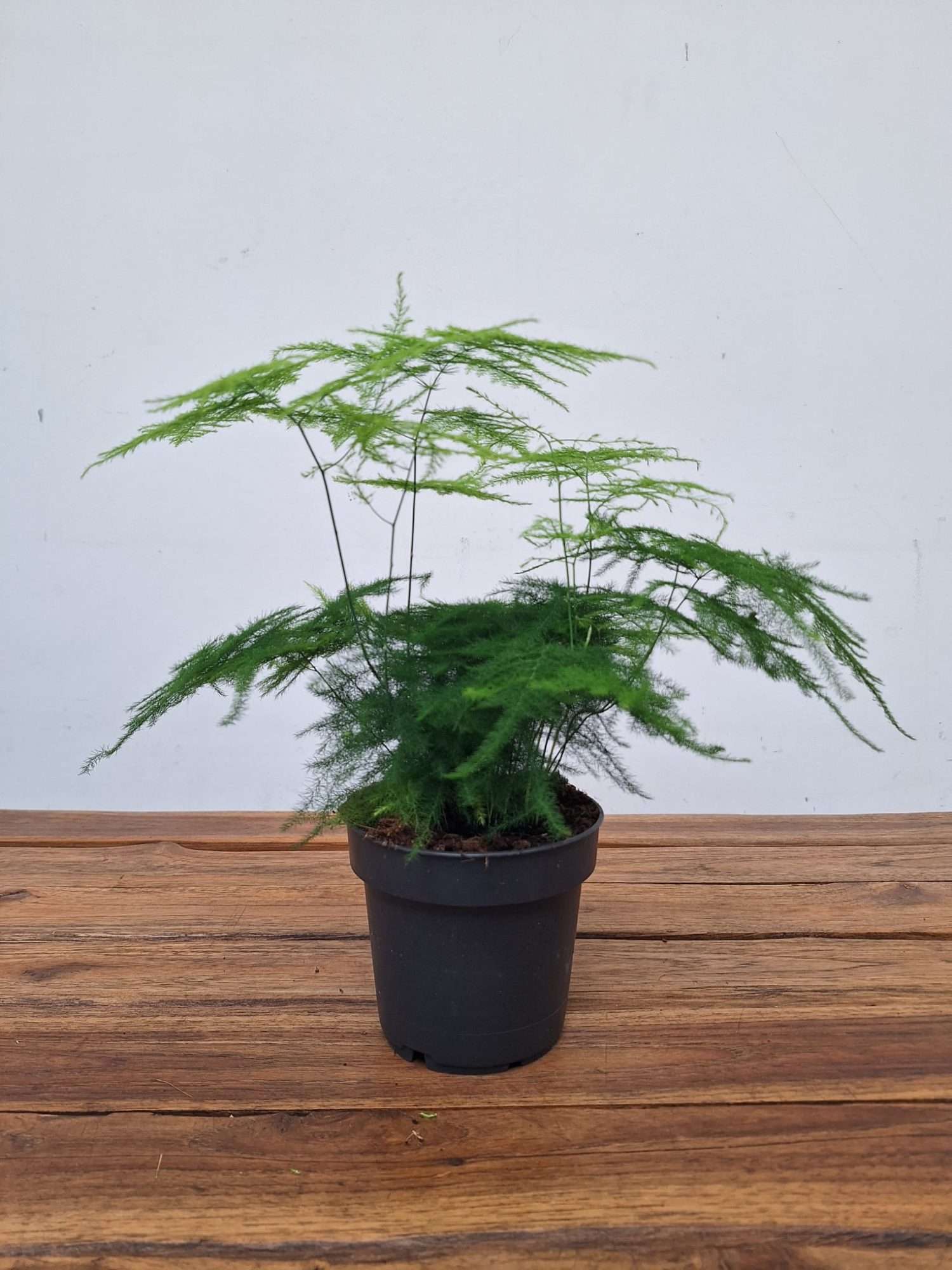 Asparagus Setaceus - V.12 - Image 3