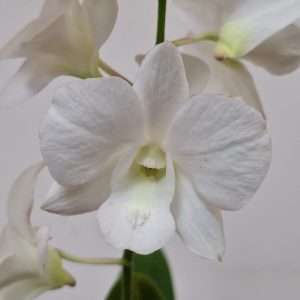 Dendrobium Sa-Nook - V.12