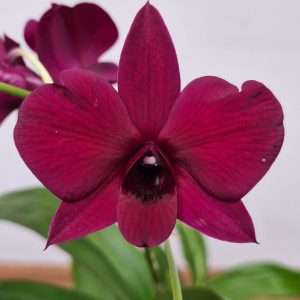Dendrobium Sa-Nook - V.12
