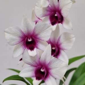 Dendrobium Sa-Nook - V.12