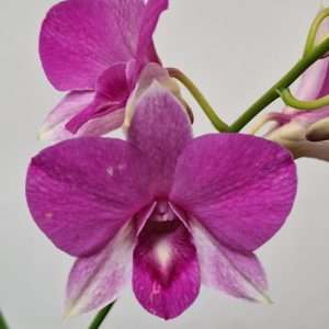 Dendrobium Sa-Nook - V.12
