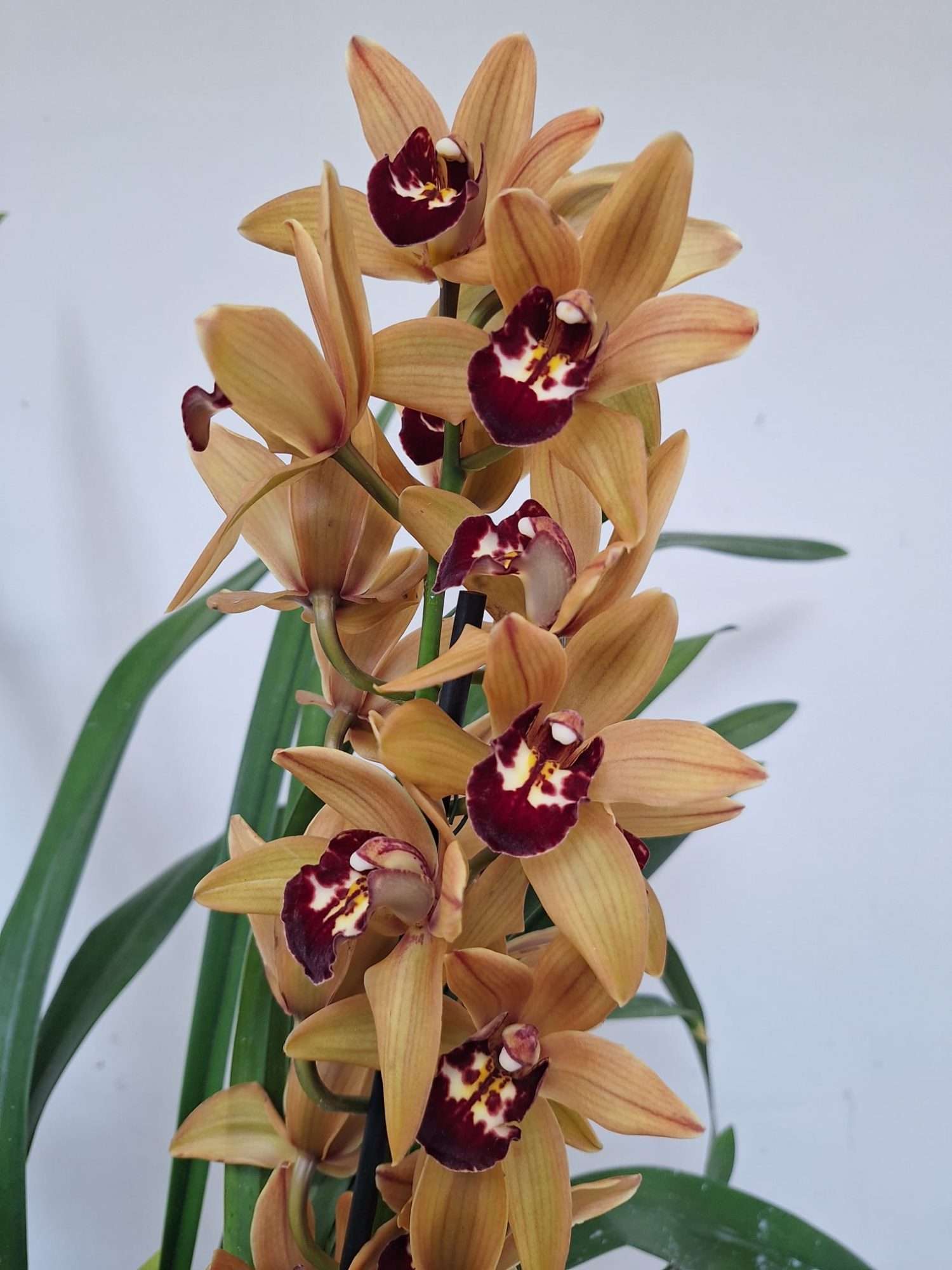 Cymbidium 4/5 Hastes - V.20 - Image 2