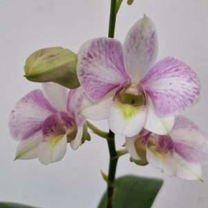 Dendrobium Sa-Nook - V.12