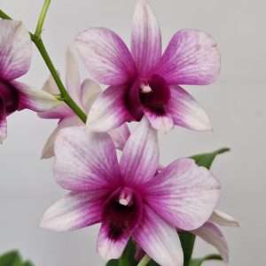 Dendrobium Sa-Nook - V.12