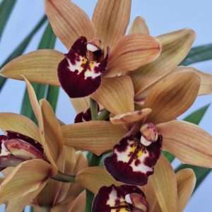 Cymbidium 4/5 Hastes - V.20