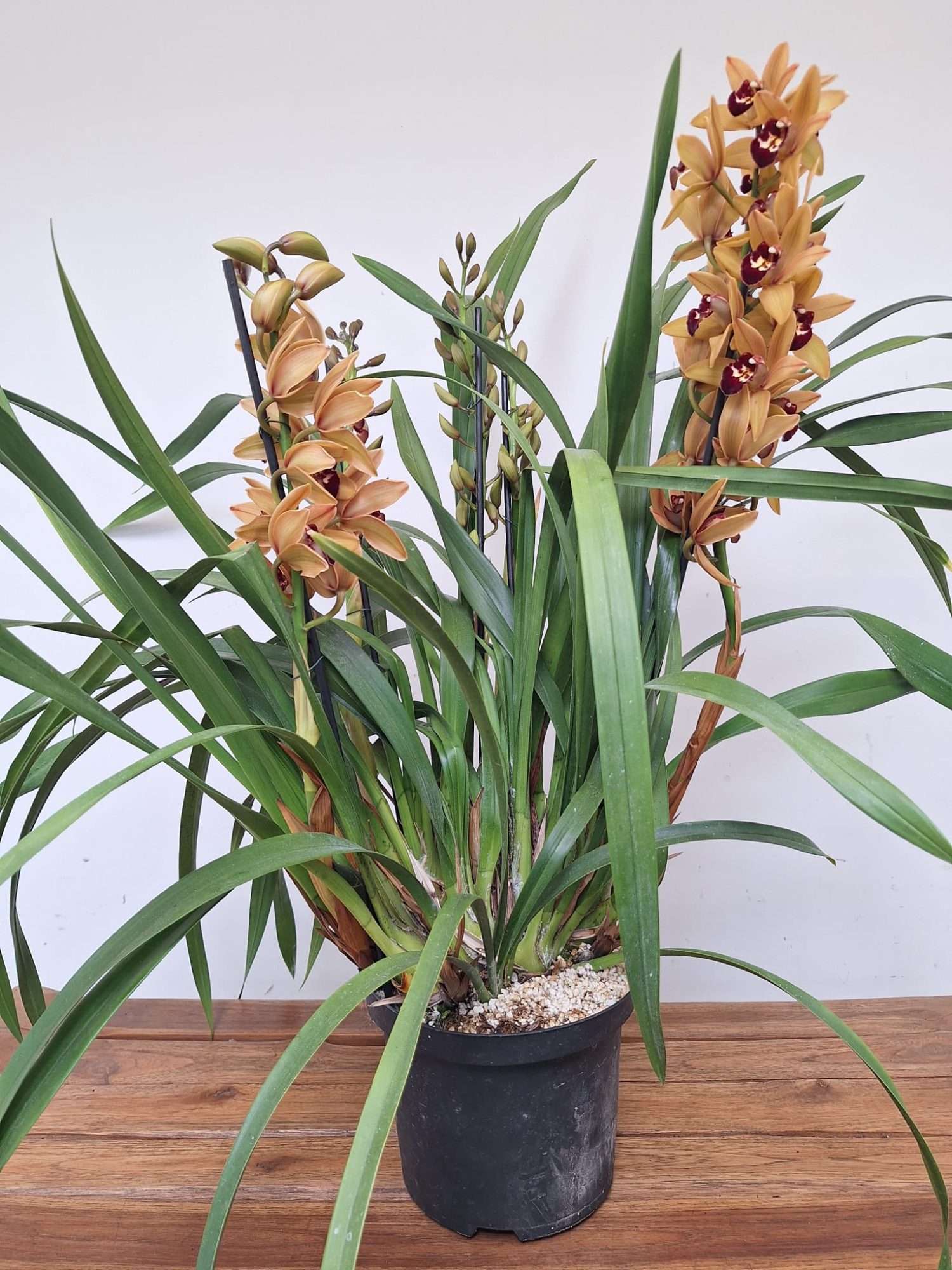 Cymbidium 4/5 Hastes - V.20 - Image 4
