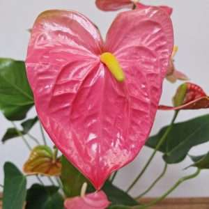 Anthurium Andr. 'Colorado XXL' - V.17