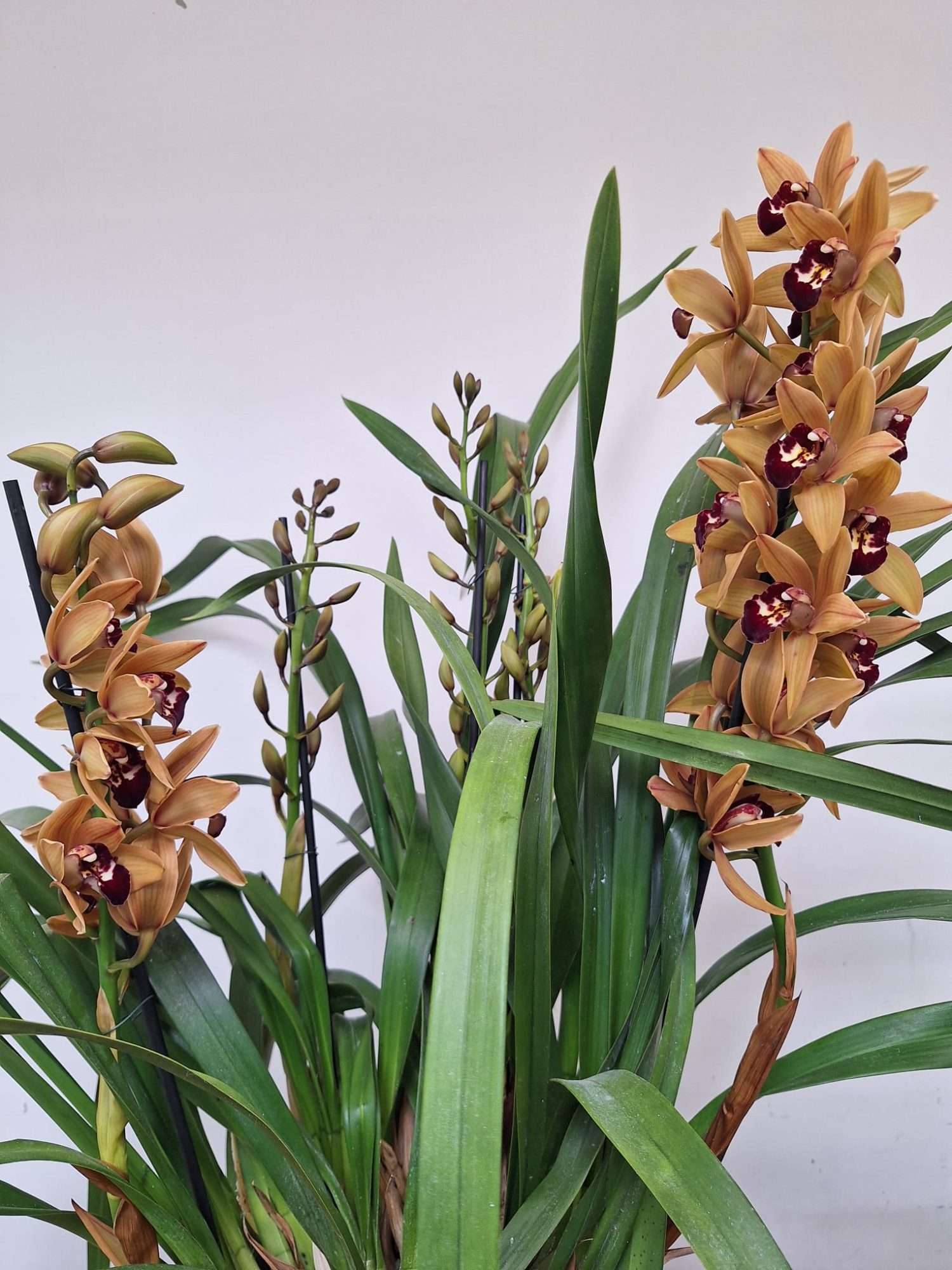 Cymbidium 4/5 Hastes - V.20 - Image 3