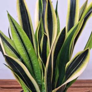 Sansevieria Trif. Black Gold - V.21