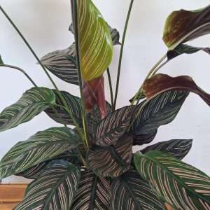 Calathea Sanderiana - V.19